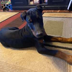 Harley, Doberman Pinscher Puppy